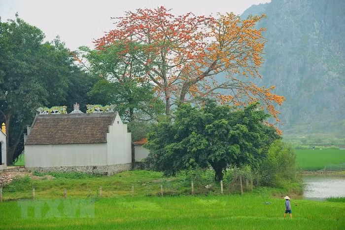 Cây gạo đầu làng, cây gạo bên đình chùa đền miếu trở thành thân quen với người làng quê Việt Nam. (Ảnh: Minh Đức/ TTXVN)