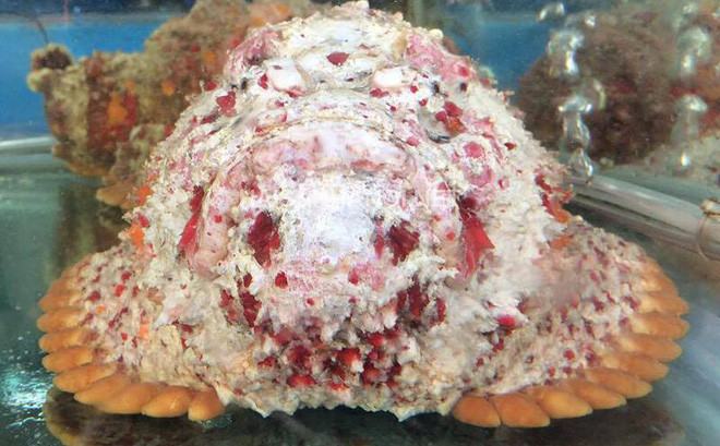 Cá mặt quỷ hiện là món đặc sản được giới sành ăn săn lùng. Cá mặt quỷ hiện là món đặc sản được giới sành ăn săn lùng.