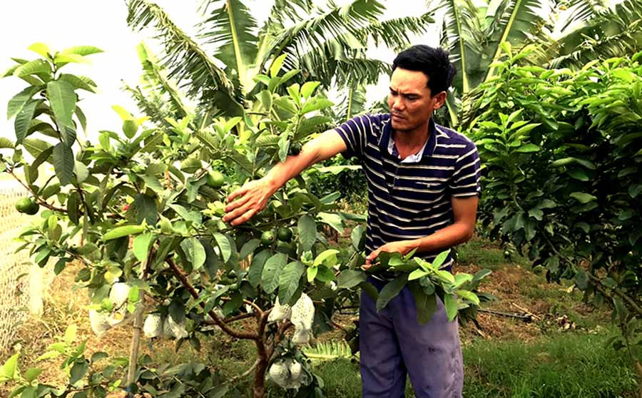  Anh Trần Văn Khuyến (thôn 3, xã Thành An, thị xã An Khê) chăm sóc vườn cây. Ảnh: N.S