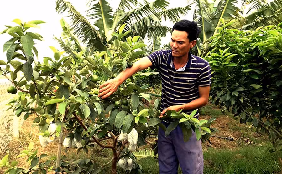  Anh Trần Văn Khuyến (thôn 3, xã Thành An, thị xã An Khê) chăm sóc vườn cây. Ảnh: N.S