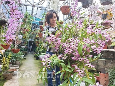 Giò lan công nghiệp Dendro xuân có giá bán 3 triệu đồng.