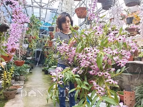 Giò lan công nghiệp Dendro xuân có giá bán 3 triệu đồng.