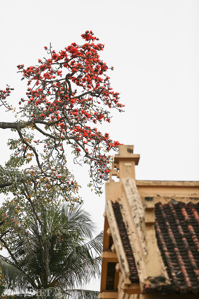 Giữa những ngày tháng ba mưa phùn và ẩm thấp, người ta mong thấy hoa gạo nở để cảm nhận một khoảng sáng như ngàn ngọn nến cùng lúc thắp lên trong những ngày bầu trời xám xịt.
