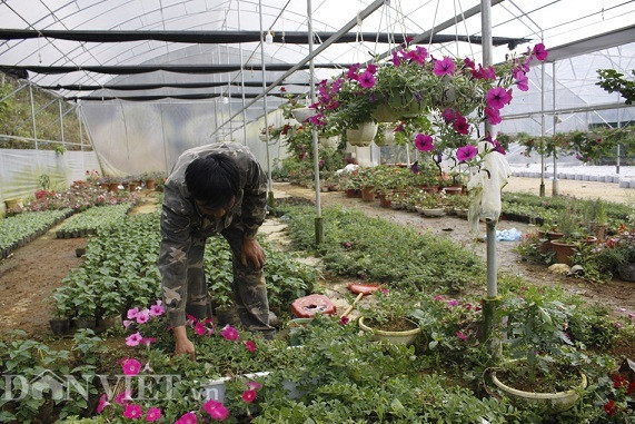 Mỗi năm, anh Quân nhẹ nhàng đút túi hơn 200 triệu đồng từ bán hoa tươi ra thị trường.