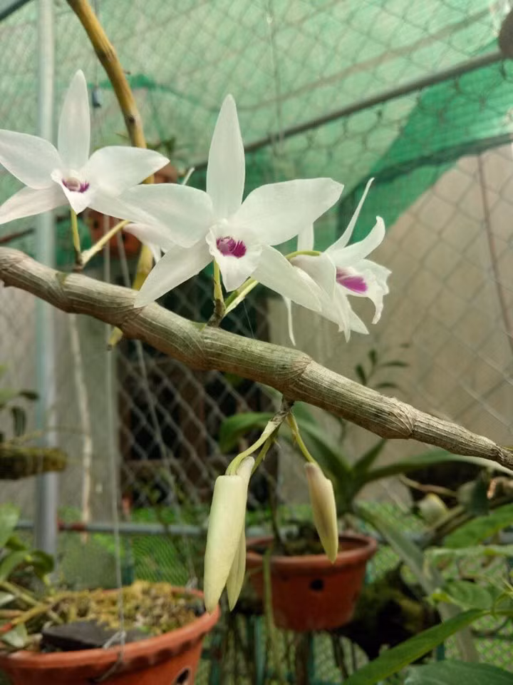 Hiện bác Đỗ Văn Sâm cũng đang sở hữu nhiều giò hoa lan giả hạc đột biến có giá trị kinh tế cao như: lan giả hạc đột biến 5ct Phú Thọ; lan giả hạc đột biến 5ct Hà Tĩnh; lan giả hạc đột biến 5ct Hải Dương; lan giả hạc đột biến 5ct bệt...