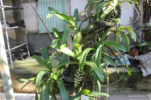 Một số khách hàng gửi phong lan rừng tại vườn nhờ anh Long chăm sóc, đến khi cây lan có hoa thì họ đưa về trưng. Ảnh: N. Duyên.
