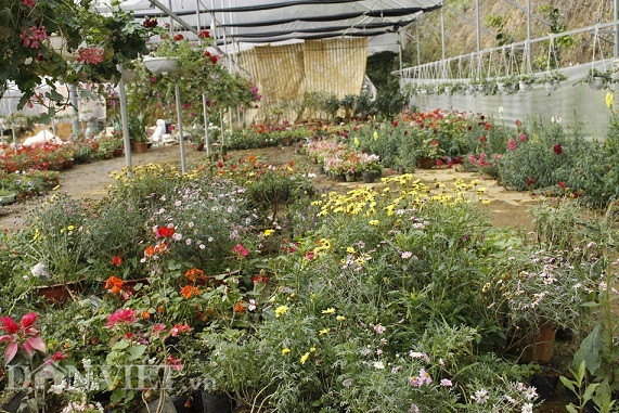  Là một trong những nông dân Tây Bắc năng động, dám nghĩ, dám làm, anh Vũ Mạnh Quân, bản Lò Suối Tủng đã mạnh dạn đầu tư làm nhà kính để trồng hoa.