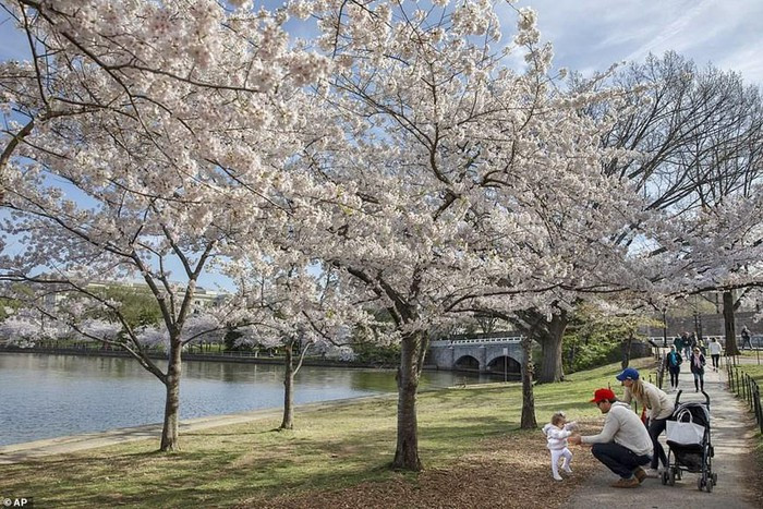 Đây là điều hết sức bình thường và nó diễn ra hằng năm tại Washington DC.