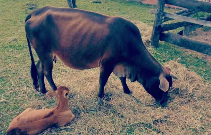 Tang vật vụ trộm cắp. Ảnh: Cúc Phương