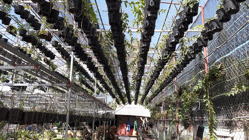 Anh Long thiết kế vườn lan rừng với hệ thống dàn treo và hệ thống tưới phun sương để giảm nhân công chăm sóc vườn lan. Ảnh: N. Duyên.