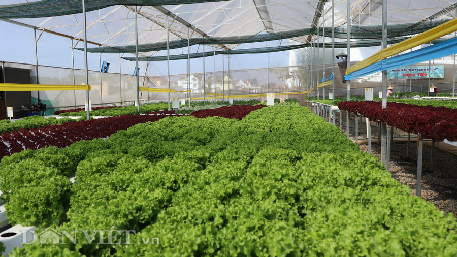 Hiện trong vườn của anh Đức chủ yếu trồng các loại rau xà lách, cải thìa, cải ngọt Nhật.