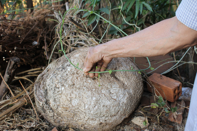 Một củ bình vôi to bự ông Hợi mang từ vùng rừng Đạ Huoai, tỉnh Lâm Đồng về trồng trong góc sân. Củ bình vôi to bự này khiến nhiều người tò mò khám phá mỗi khi tới thăm, chơi gia đình ông Hợi. Ảnh: PL