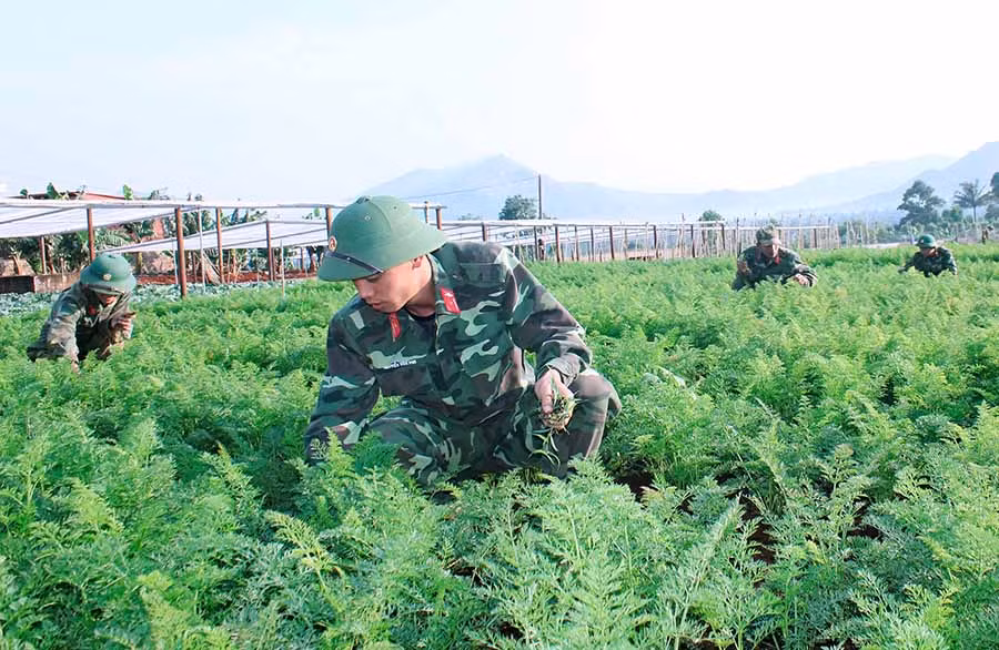  Cán bộ, chiến sĩ Lữ đoàn Phòng không 234 (Quân đoàn 3) chăm sóc vườn rau của đơn vị. Ảnh: V.H