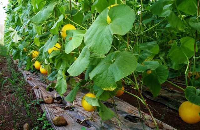 Ngoài trồng dưa vàng, Khoa còn trồng thêm ớt chỉ thiên đang cho thu nhập cao