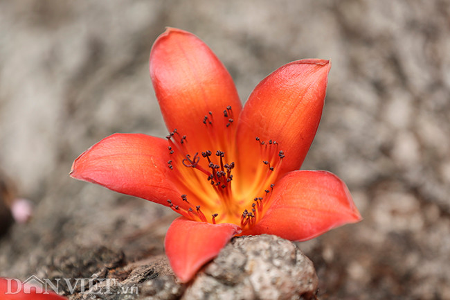 Hoa gạo còn có những tên gọi mỹ miều khác như hoa Mộc miên, hoa Pơ lang. Khi hoa gạo nở là những đợt rét cuối cùng của vụ đông xuân sắp qua, những đợt lạnh thưa thớt dần và cường độ yếu đi nên mới có câu ca dao từ xa xưa: 