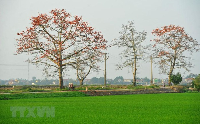 Hoa nở đỏ rực như xua tan đi sự ảm đạm của những ngày cuối mùa Xuân, tạo nên những mảng màu ấn tượng và ấm áp. (Ảnh: Minh Đức/TTXVN) Hoa nở đỏ rực như xua tan đi sự ảm đạm của những ngày cuối mùa Xuân, tạo nên những mảng màu ấn tượng và ấm áp. (Ảnh: Minh Đức/TTXVN)