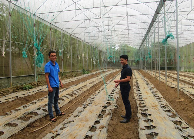 Hiện tại chàng trai trẻ Dương Văn Khoa đã lắp đặt hơn 1.000m2 nhà màng để trồng dưa vàng