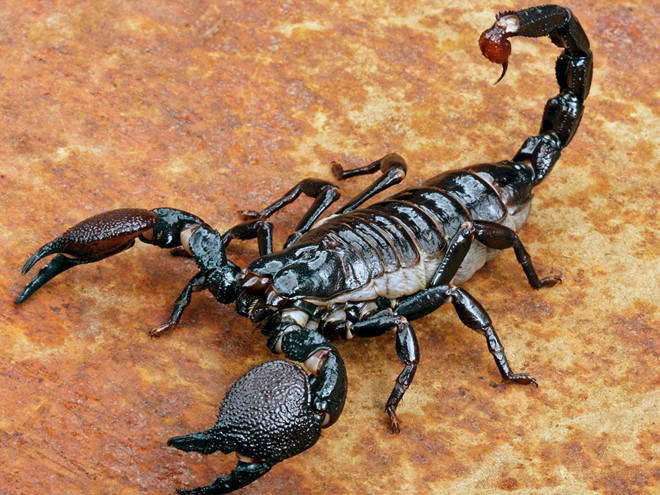 Một loại protein đặc biệt trong nọc độc bọ cạp có thể giúp điều trị hiệu quả viêm khớp/ Ảnh minh họa: Shutterstock