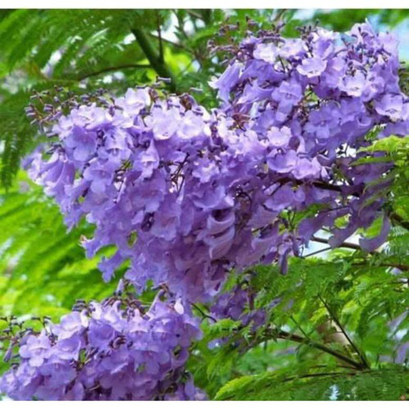 Sắc hoa dịu dàng, mong manh như thoáng chút dỗi hờn và lặng lẽ như một lời hứa đợi... Sắc hoa dịu dàng, mong manh như thoáng chút dỗi hờn và lặng lẽ như một lời hứa đợi...