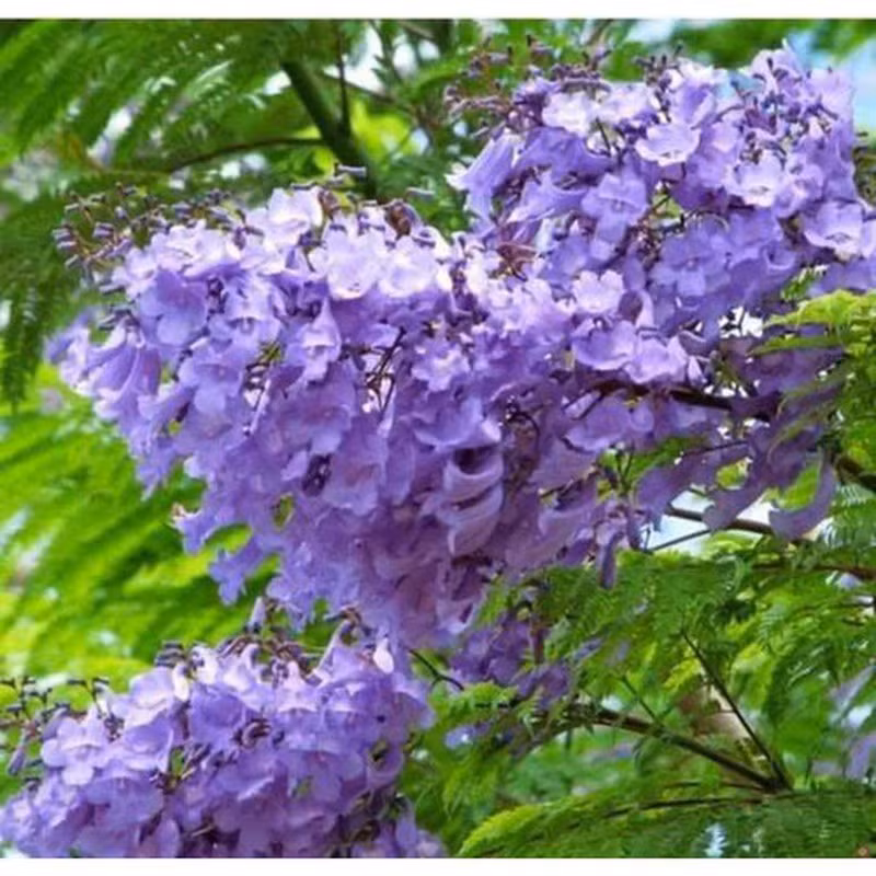 Sắc hoa dịu dàng, mong manh như thoáng chút dỗi hờn và lặng lẽ như một lời hứa đợi...