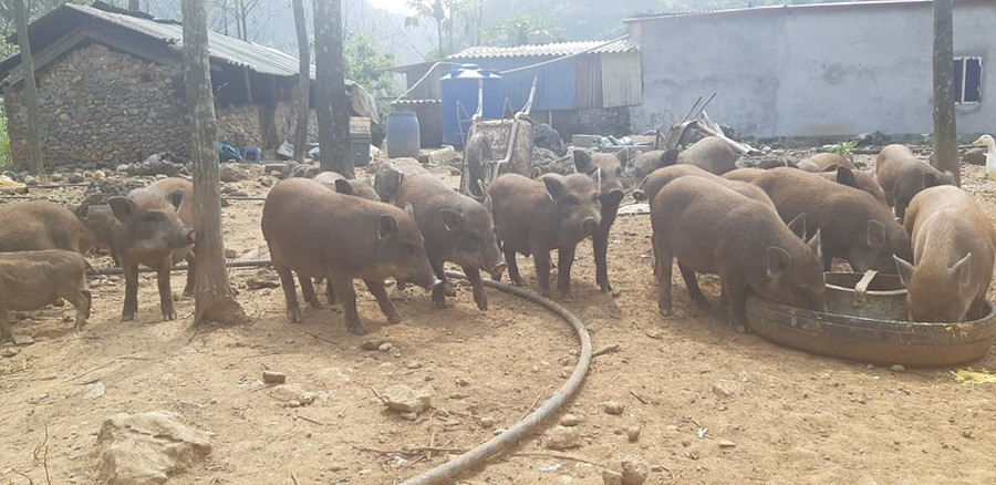 Hiện ông Trường có 50 con lợn rừng thương phẩm và 10 con lợn nái. 