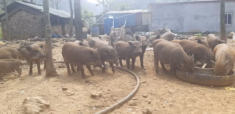 Hiện ông Trường có 50 con lợn rừng thương phẩm và 10 con lợn nái. 