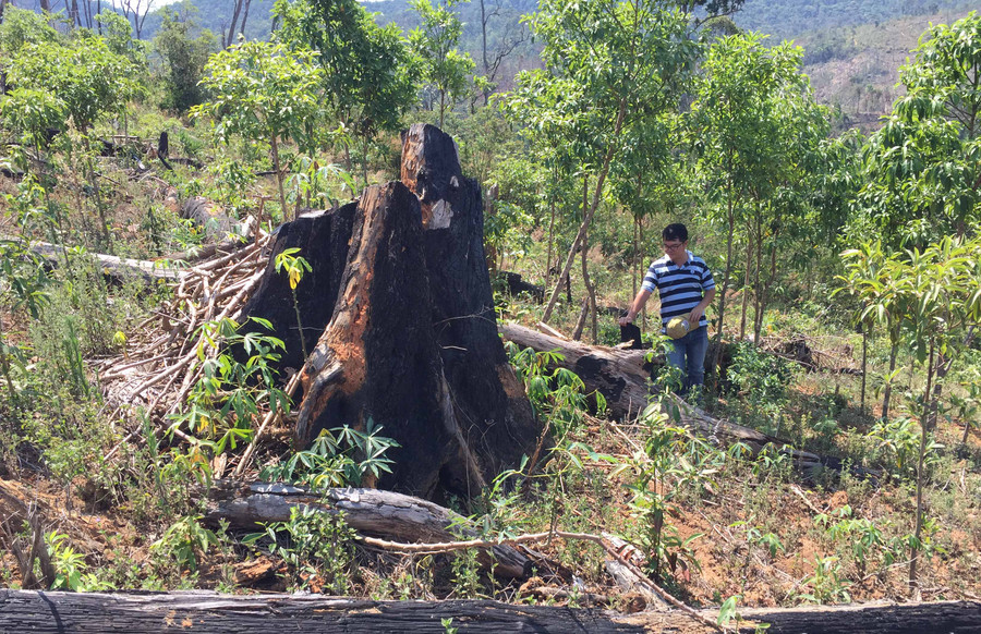 Nhiều xã trên địa bàn huyện Chư Pah đã chi sai tiền dịch vụ môi trường rừng. Ảnh: Văn Ngọc 