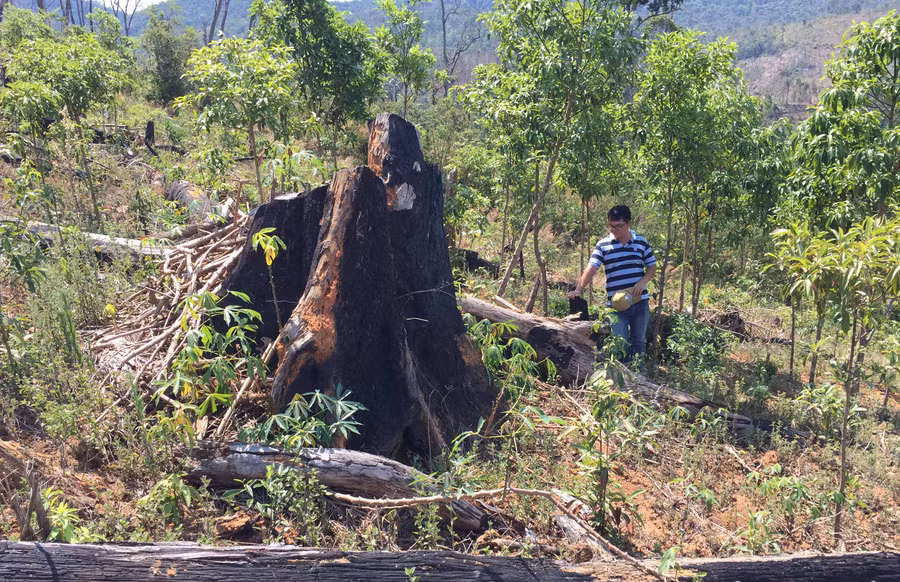 Nhiều xã trên địa bàn huyện Chư Pah đã chi sai tiền dịch vụ môi trường rừng. Ảnh: Văn Ngọc 