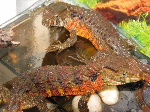 Đặc điểm nhận dạng của thằn lằn cá sấu là màu da rực rỡ. Ảnh: Kienthuc.net. Đặc điểm nhận dạng của thằn lằn cá sấu là màu da rực rỡ. Ảnh: Kienthuc.net.