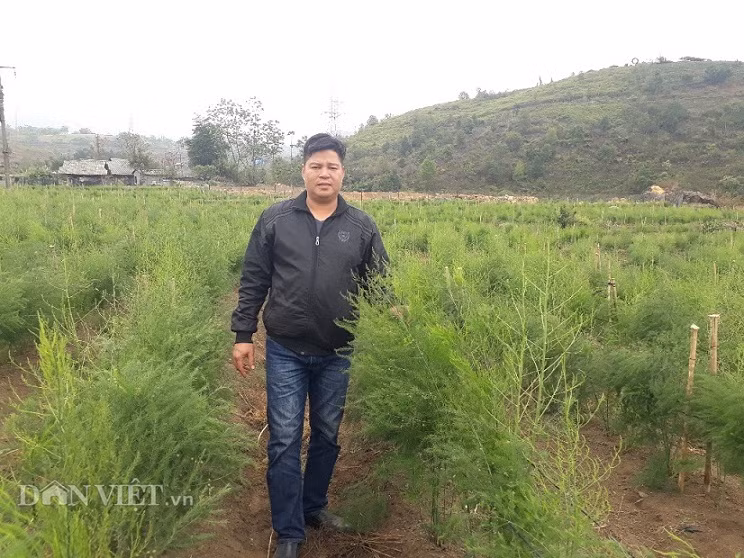 Anh Nguyễn Phan Hội là người đầu tiên trồng măng tây quy mô lớn ở xã San Thàng, thành phố Lai Châu, tỉnh Lai Châu. Ngày anh đưa giống măng tây về trồng, nhiều người dân trong bản đi qua hỏi: Trồng cây gì mà lạ thế? Anh Hội vui vẻ trả lời: Trồng cây tiền tỷ, trồng 