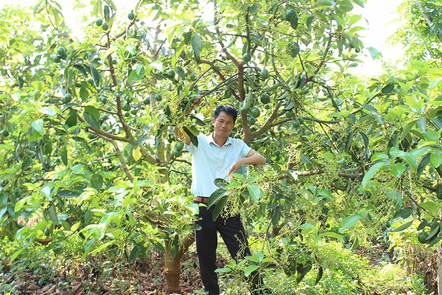 Ông xuân bên vườn bơ đang ra trái sum suê. Ảnh: Nguyễn Diệp Ông xuân bên vườn bơ đang ra trái sum suê. Ảnh: Nguyễn Diệp