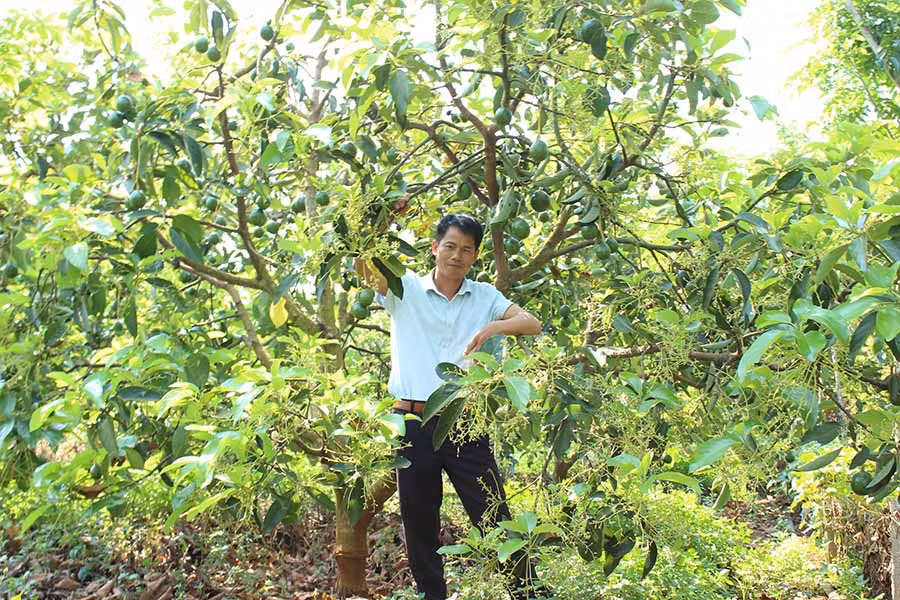 Ông xuân bên vườn bơ đang ra trái sum suê. Ảnh: Nguyễn Diệp