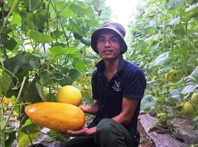 Dương Văn Khoa bỏ công việc ổn định về quê trồng dưa vàng công nghệ cao với khát vọng làm giàu