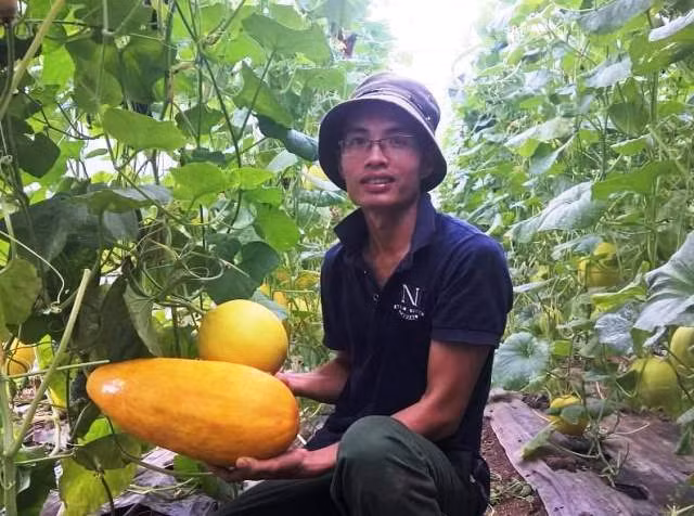Dương Văn Khoa bỏ công việc ổn định về quê trồng dưa vàng công nghệ cao với khát vọng làm giàu