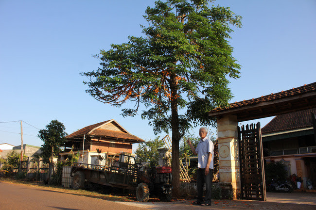 Vỏ cây rà đẹt lửa thường được ông Lô Quốc Hợi dùng trong nhiều bài thuốc Đông y chữa bệnh, cứu người. Ảnh: PL