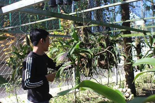 Chăm sóc vườn lan rừng là niềm đam mê và cũng là nghề mà anh Long quyết định theo đuổi kể từ khi rời bỏ công việc từ TP Đà Nẵng về quê Hà Tĩnh. Ảnh: Ng. Duyên.