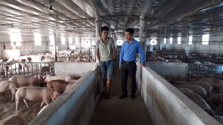Trang trại nuôi lợn công nghệ cao của anh Lê Đình Vững (phải) (thôn An Trạch xã Triệu Trạch huyện Triệu Phong, Quảng Trị). Ảnh: Trần Thúy