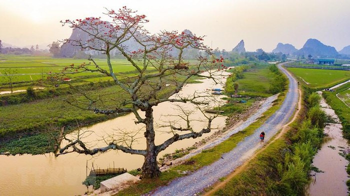Hoa nở đỏ rực như xua tan đi sự ảm đạm của những ngày cuối mùa Xuân, tạo nên những mảng màu ấn tượng và ấm áp. (Ảnh: Minh Đức/TTXVN) Hoa nở đỏ rực như xua tan đi sự ảm đạm của những ngày cuối mùa Xuân, tạo nên những mảng màu ấn tượng và ấm áp. (Ảnh: Minh Đức/TTXVN)