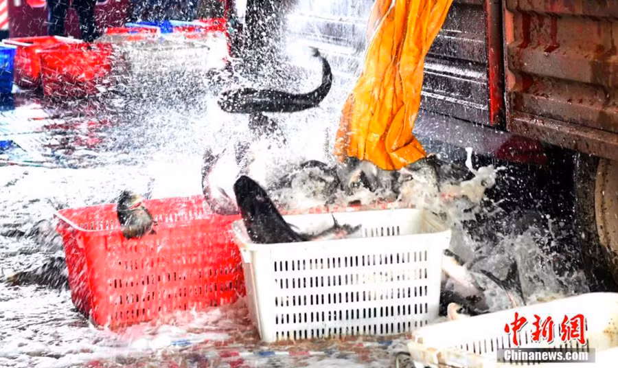 Thành phố Hàm Ninh thuộc tỉnh Hồ Bắc tổ chức 20 xe chở cá, mang khoảng 100.000kg cá tới Vũ Hán - Ảnh: Chinanews