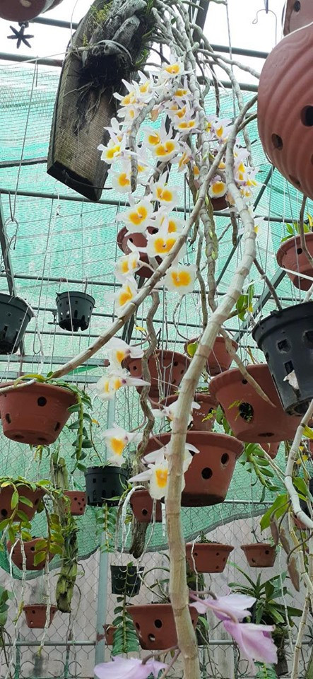 Bác Đỗ Văn Sâm cho biết, dùng chuối nấu làm phân bón cho hoa lan rất tốt, hiệu quả và lại tiết kiệm chi phí, bảo vệ môi trường...  Bác Đỗ Văn Sâm cho biết, dùng chuối nấu làm phân bón cho hoa lan rất tốt, hiệu quả và lại tiết kiệm chi phí, bảo vệ môi trường...