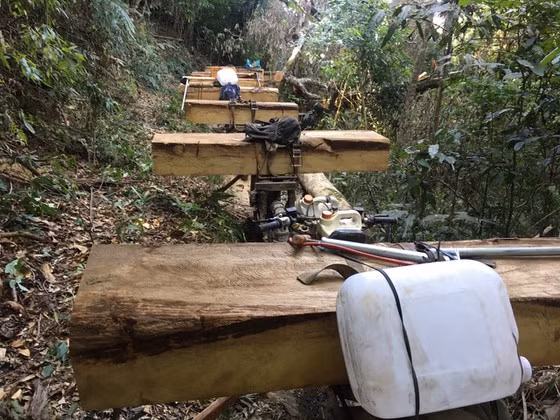  Gỗ bị bắt giữ