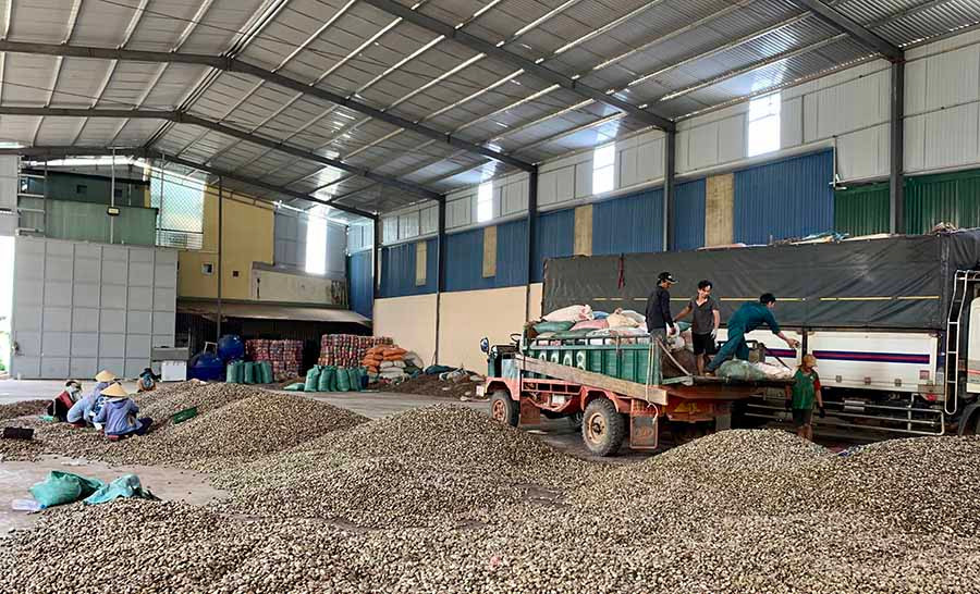 Hoạt động xuất khẩu nông sản của Công ty TNHH một thành viên Quang Sáng Đức Cơ gặp nhiều khó khăn do ảnh hưởng bởi dịch bệnh Covid-19. Ảnh: H.D Hoạt động xuất khẩu nông sản của Công ty TNHH một thành viên Quang Sáng Đức Cơ gặp nhiều khó khăn do ảnh hưởng bởi dịch bệnh Covid-19. Ảnh: H.D