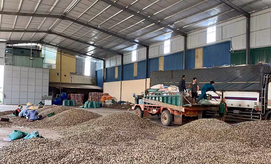  Hoạt động xuất khẩu nông sản của Công ty TNHH một thành viên Quang Sáng Đức Cơ gặp nhiều khó khăn do ảnh hưởng bởi dịch bệnh Covid-19. Ảnh: H.D