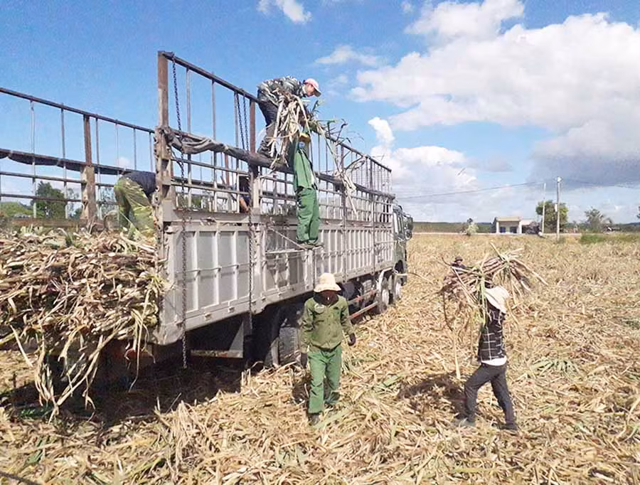 Người dân huyện Kbang thu hoạch mía. Ảnh: L.N