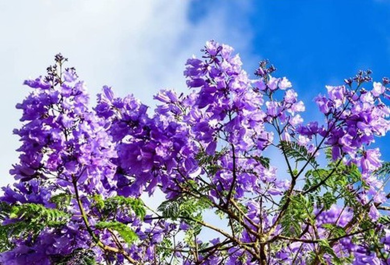 Hỏi ai lại không tan chảy trái tim trước màu hoa quá đỗi dịu dàng mong manh mà không kém phần ngọt ngào, lãng mạn này... Hỏi ai lại không tan chảy trái tim trước màu hoa quá đỗi dịu dàng mong manh mà không kém phần ngọt ngào, lãng mạn này...