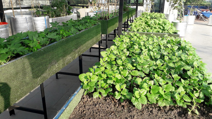 Hồ sen nở quanh năm trên sân thượng 300 m2Là người gốc Bắc, không hiểu kỹ về thời tiết miền Nam nên thời gian đầu "sự nghiệp trồng vườn" của anh Huynh chỉ toàn thất bát, trồng cây gì, chết cây đó. Quyết tâm chinh phục khí hậu, anh mang cả bể kính nuôi cá lên sân thượng, đổ đất trồng cây để theo dõi xem cây phát triển qua mặt kính thế nào. Có hôm nửa đêm tỉnh dậy, anh chạy lên "rình" xem cây phản ứng ra sao với nhiệt độ, độ ẩm và gió. Hồ sen nở quanh năm trên sân thượng 300 m2Là người gốc Bắc, không hiểu kỹ về thời tiết miền Nam nên thời gian đầu