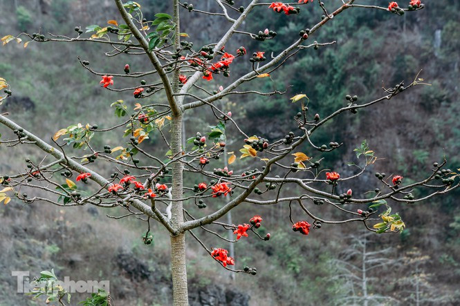 Sắc hoa tạo nên sức sống, tô điểm cho thân cây khẳng khiu, gầy guộc.