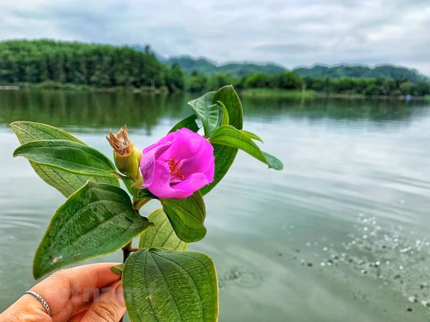 Hoa mua, đặc sản trên đầm. (Ảnh: Xuân Mai/Vietnam+)