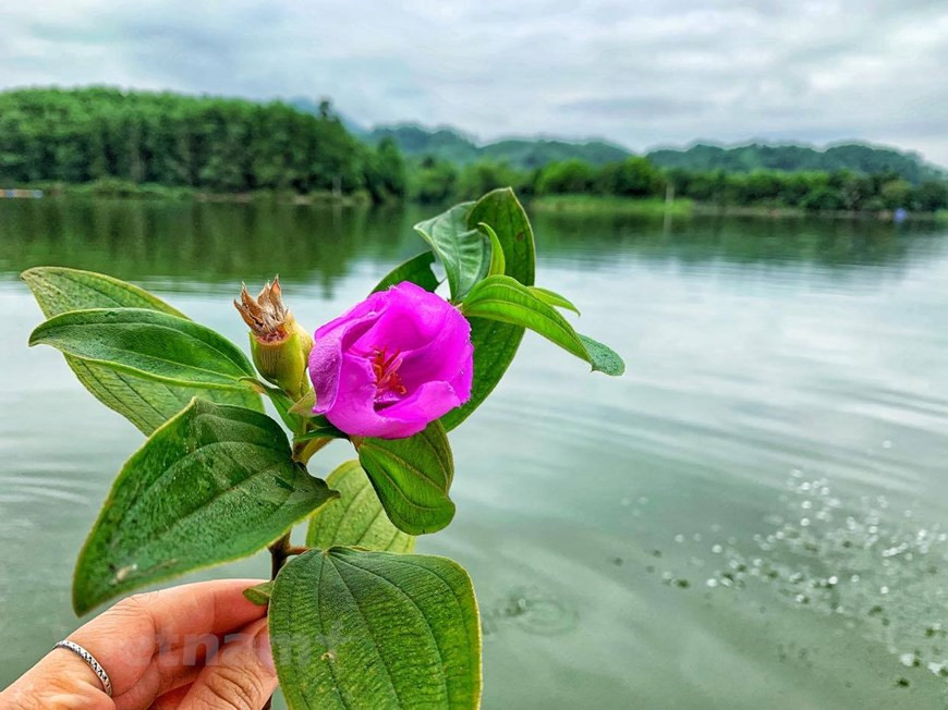 Hoa mua, đặc sản trên đầm. (Ảnh: Xuân Mai/Vietnam+) Hoa mua, đặc sản trên đầm. (Ảnh: Xuân Mai/Vietnam+)