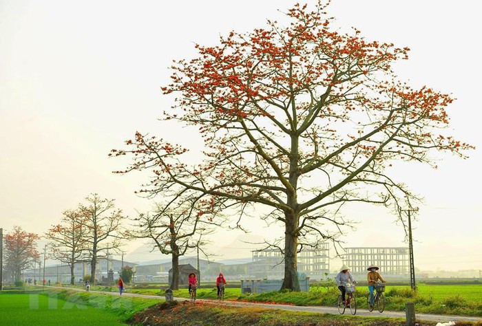 Mùa hoa gạo gắn liền với tháng Ba. Hoa gạo nở là lúc những đợt rét cuối cùng của mùa Đông sắp qua, mùa Hè sắp đến. (Ảnh: Minh Đức/TTXVN) Mùa hoa gạo gắn liền với tháng Ba. Hoa gạo nở là lúc những đợt rét cuối cùng của mùa Đông sắp qua, mùa Hè sắp đến. (Ảnh: Minh Đức/TTXVN)